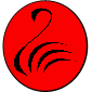 Perth City Swim Club 